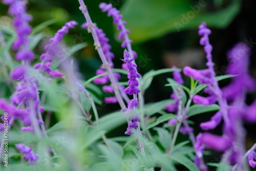 Salvia leucantha, the Mexican bush sage, is a herbaceous perennial plant that is native to subtropical and tropical conifer forests in central and eastern Mexico. Essential oil. Aromatherapy. © Ika