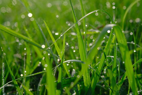 sparkling morning dew on the green grass. blurred image of dew or raindrops. natural background.