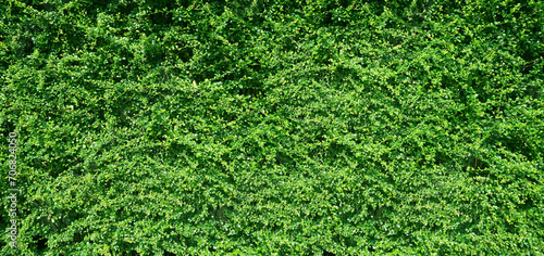 Green leaves background or the naturally walls texture Ideal for use in the design fairly