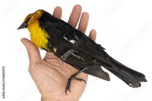 hand holding a dead bird on white background, concept hand holding bird