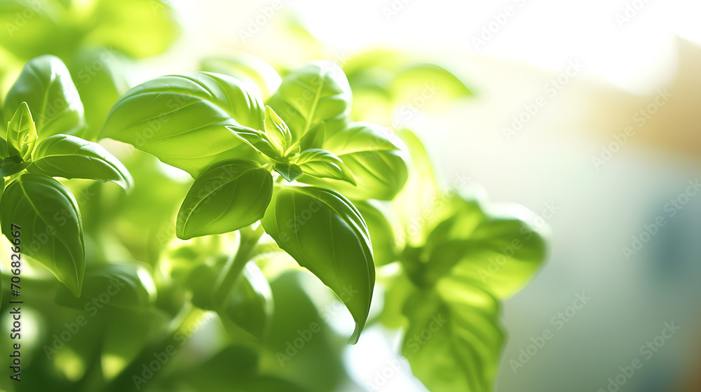 Bright, juicy, fragrant green basil or oregano in bright light on a white table. Bright, juicy, fragrant green basil or oregano in bright light on a white table.
