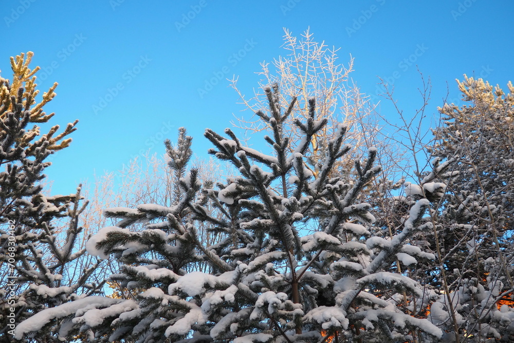 Pine forest in winter during the day in severe frost, Karelia. Snow on the coniferous branches. Frosty sunny weather anticyclone. Scots pine Pinus sylvestris is a plant pine Pinus of Pine Pinaceae - obrazy, fototapety, plakaty 