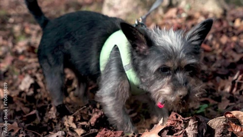 Black Small Cairn Terrier dog with dirt on snout Slow motion Ellijay Georgia 4k photo