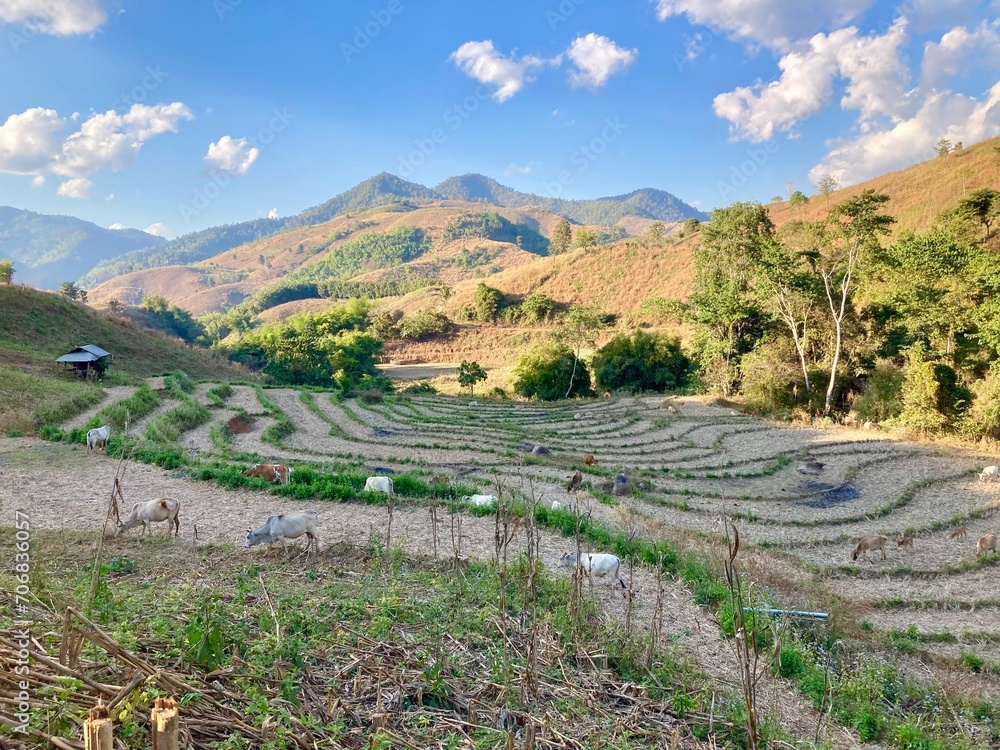 Dry rice fields landscape after harvesting, Amazing landscape with terrace fields in sunlight, rice terrace on the hills 