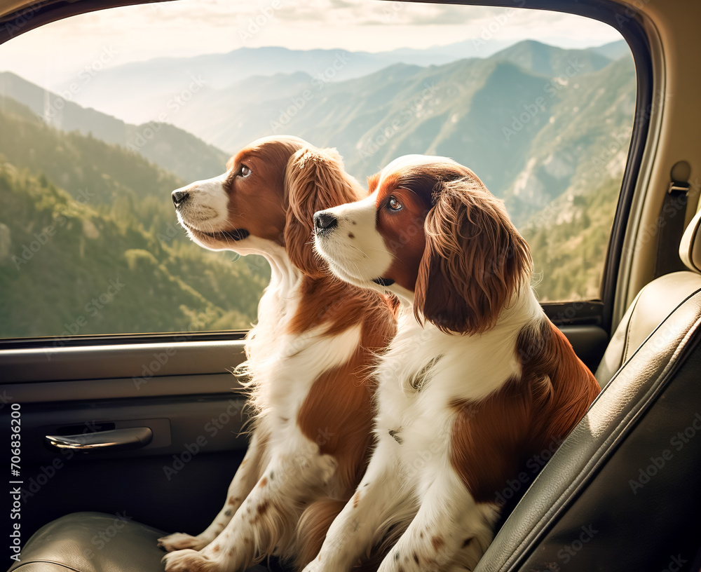 two dogs travels by car in summer. Pets on vacation.