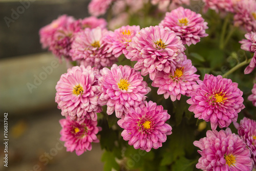 Beautiful chrysanthemum flowers close up. Floral background 