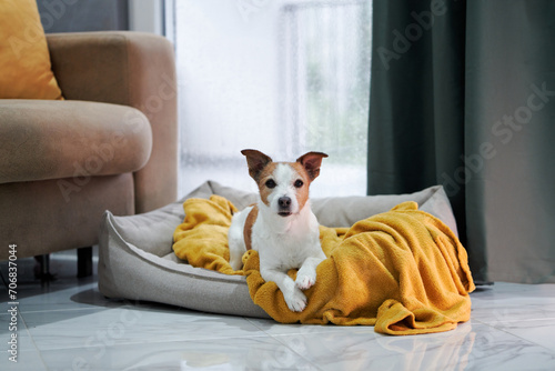 A Jack Russell Terrier cozies up in a bed, indoors, with a soft yellow blanket and a rain-splattered window behind