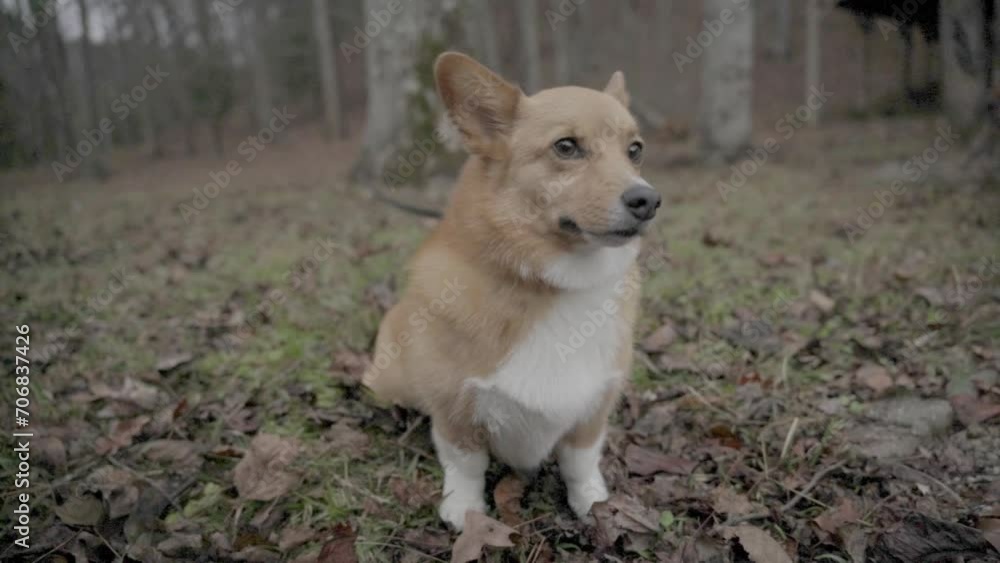 Welsh Corgi dog tied to tree slow motion in woods Ellijay Georgia 4k Welsh Corgi dog tied to tree slow motion in woods Ellijay Georgia 4k