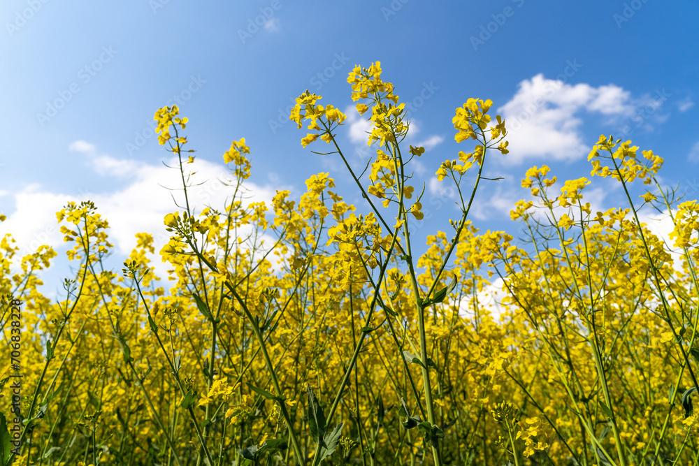 Rapeseed field with a blue sky in spring Rapeseed field with a blue sky in spring
