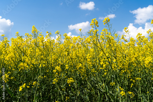 Rapeseed field with a blue sky in spring 