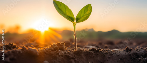 Young seedling growing from soil in the field at sunset or sunrise