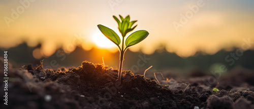 Young seedling growing from soil in the field at sunset or sunrise, low angle shot