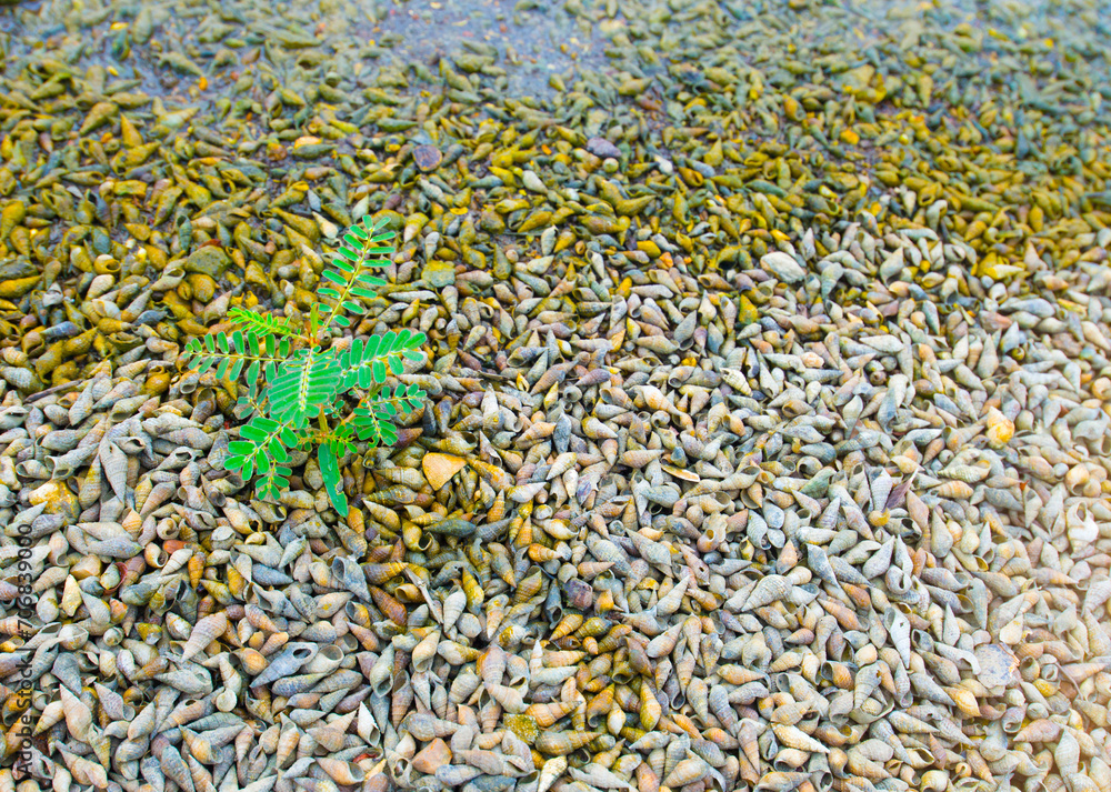Top view of plants leaves on shellfish corpses on the shore. Top view of plants leaves on shellfish corpses on the shore.