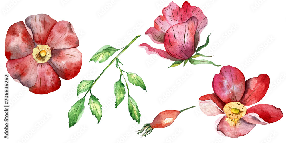 a light sketchy watercolor set of flowers, twigs and rosehip fruits. handmade work. isolated on a white background. for your design