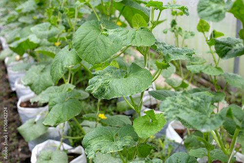 Sweet melons growing in greenhouse