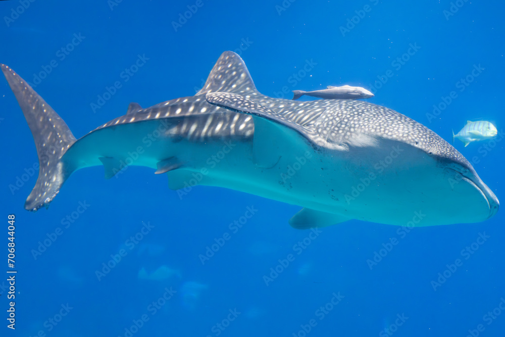 Fototapeta premium A Shark in an aquarium