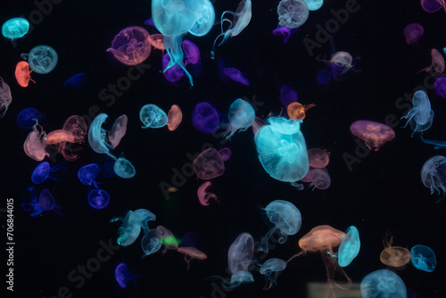 Jelly Fish in an aquarium