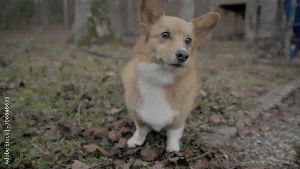 Welsh Corgi Dog hears something slow motion Ellijay Georgia 4k Welsh Corgi Dog hears something slow motion Ellijay Georgia 4k
