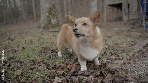 Welsh Corgi Dog low bark in woods slow motion Ellijay Goergia 4k photo