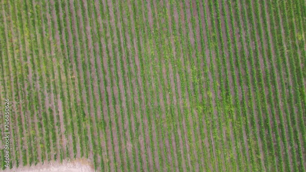 A vineyard or vineyard in Calera de Tango Chile A vineyard or vineyard in Calera de Tango Chile