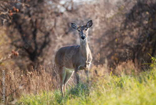White tailed deer, female doe, standing in tall grass during the rut season in Texas