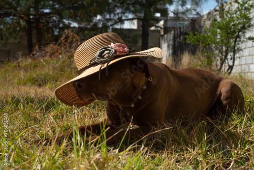 Mascotas. Perro cafe acostado sobre el cesped seco con un sombrero de mujer en un dia soleado.