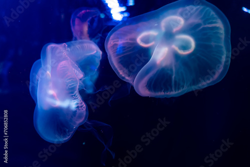 magical shining jellyfish underwater in dark