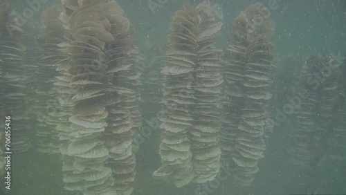 바닷물속 굴 양식장의 가리비 껍데기에 굴이 산란한 수정된 유생 상태의 알이 자리잡으려고 떠다니는