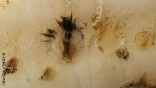 유생 상태의 작을 굴이 산란한 알이 가리비 껍데기에 붙어서 꿈틀대는 