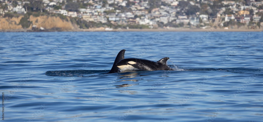 Orca or killer whale (Orcinus orca), Laguna beach, California