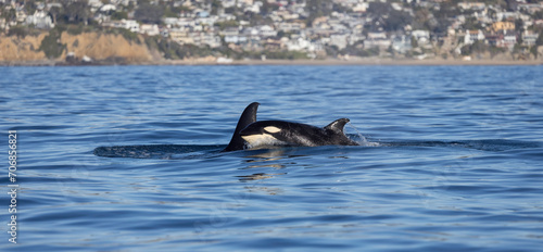 Obraz na płótnie Orca or killer whale (Orcinus orca), Laguna beach, California w salonie