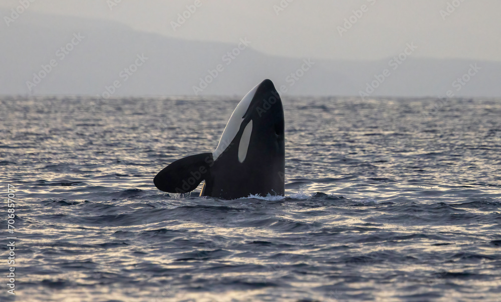 Killer Whaler, Orca, Spy hopping