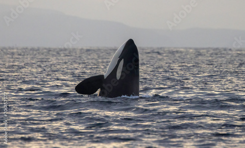 Obraz na płótnie Killer Whaler, Orca, Spy hopping w salonie