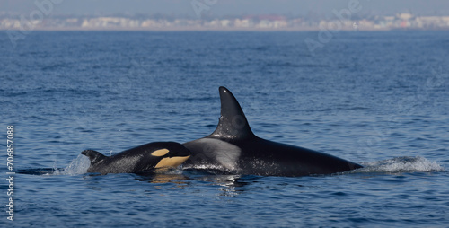 killer whales, orcas 