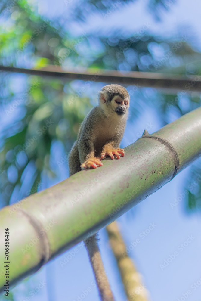 Fototapeta premium Mono comiedo en el amazonas, Ecuador rodeado de naturaleza
