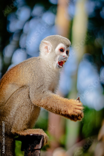 Mono molesto comiedo en el amazonas, Ecuador rodeado de naturaleza © Jesus