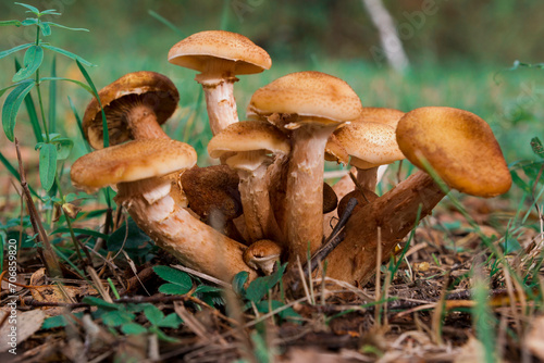 Canvas-taulu autumn mushrooms honey mushrooms growing in the wild forest
