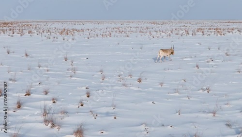 Saigas in winter during the rut. A herd of Saiga antelope or Saiga tatarica walks in snow - covered steppe in winter. Antelope migration. Walking with wild animals, slow motion video photo
