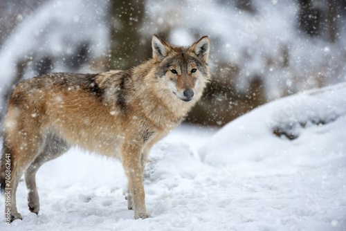Gray wolf, Canis lupus in the winter forest © byrdyak