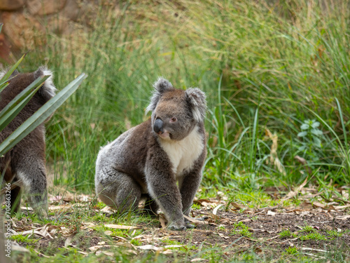 Koala walking on the ground © Andre Gascoigne