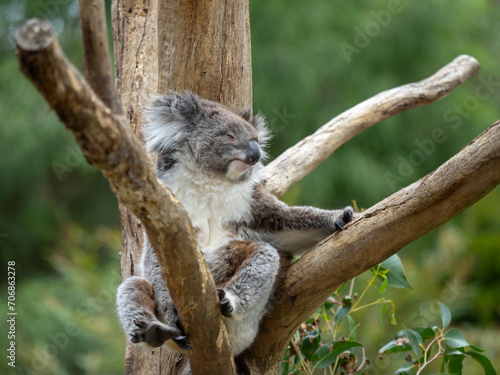 Koala sitting and resting in a tree