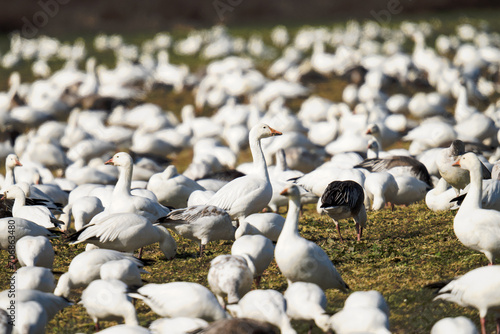 Standing out in a crowd. Snow goose among the flock.