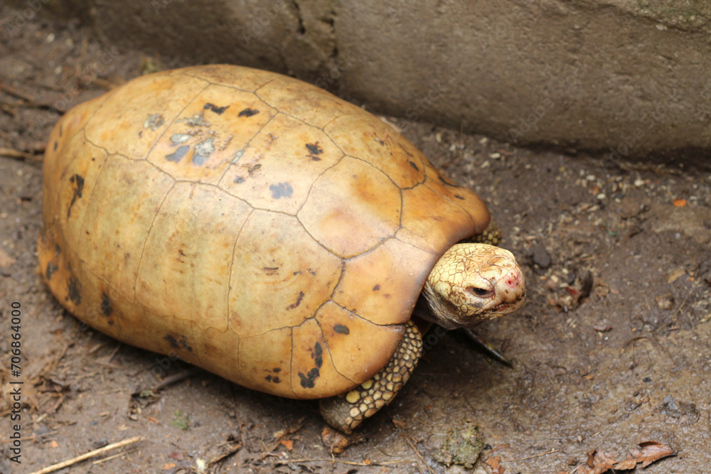 Obraz premium Elongated tortoise in the nature, Indotestudo elongata ,Tortoise sunbathe on ground with his protective shell ,Tortoise from Southeast Asia and parts of South Asia ,High yellow Tortoise