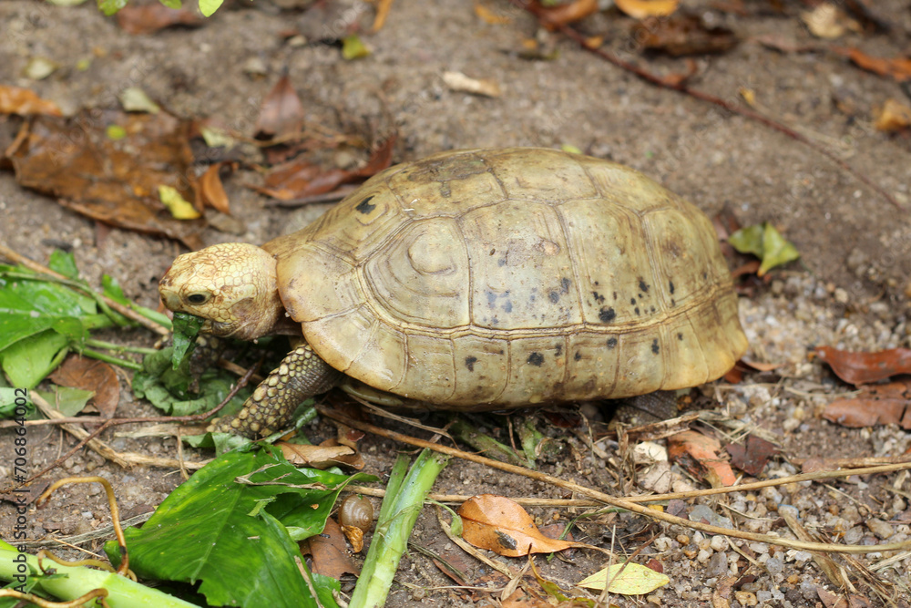 Obraz premium Elongated tortoise in the nature, Indotestudo elongata ,Tortoise sunbathe on ground with his protective shell ,Tortoise from Southeast Asia and parts of South Asia ,High yellow Tortoise