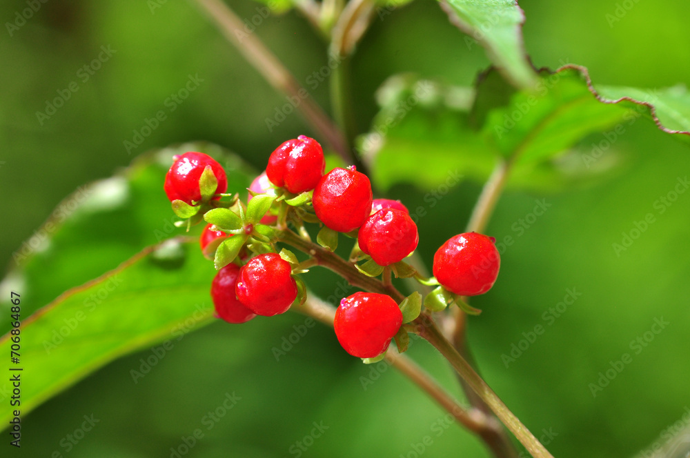 Rivina humilis or pigeonberry fruit selective focus blur background Rivina humilis or pigeonberry fruit selective focus blur background