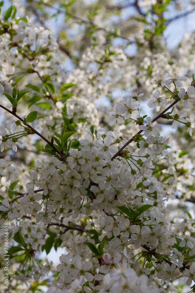 cherry branch blooming with white flowers in spring cherry branch blooming with white flowers in spring