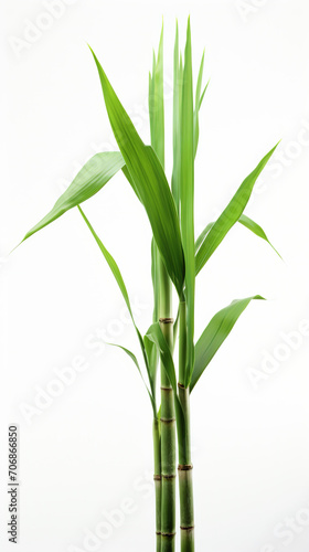 Original color sugarcane with green leafs