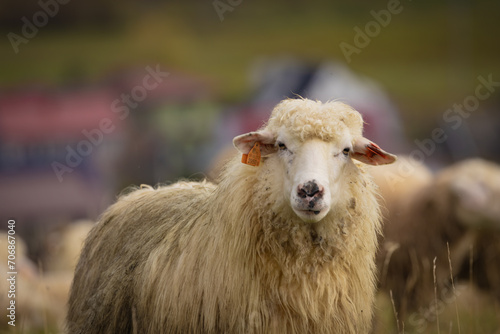 Owca w Szczawniku jesienią. Widok na zwierzę. © rogozinski