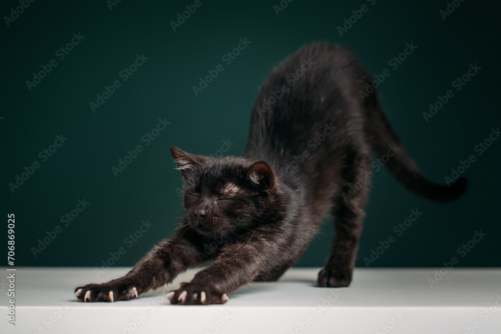 Beautiful and funny black kitten on a dark green background. Beautiful and funny black kitten on a dark green background.