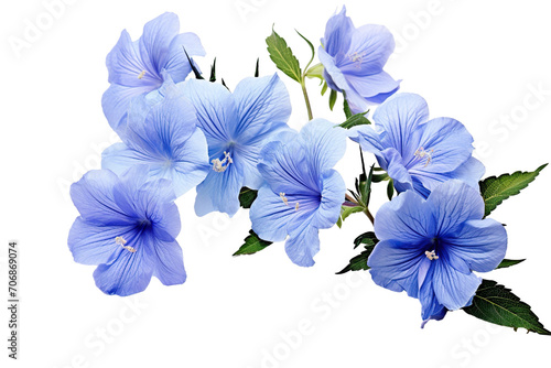 Top side closeup macro view of blue flowers with leaves, on a white isolated background